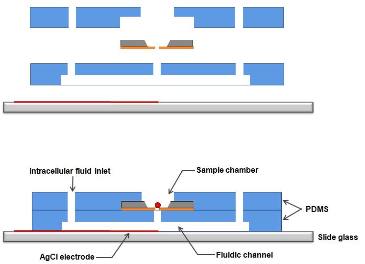 Planar patch clamp chip 의 조립방법