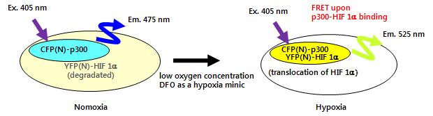 저산소증에 따른 세포내 FRET 신호 발생
