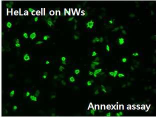 나노와이어상의 세포의 Annexin-V assay