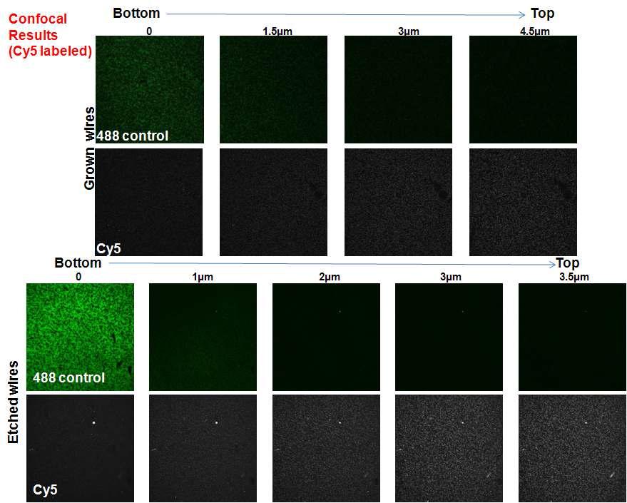 Confocal microscopy를 이용한 나노와이어labeling 확인