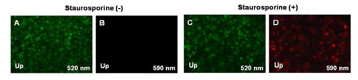 Apoptosis 유도에 따른 펩타이드 유리 실험