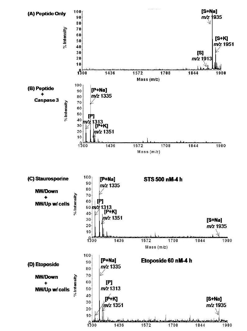 샌드위치 assay를 이용한 caspase 활성 분석