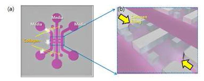미세 유체칩의 전체 구조 (a)와 세부 구조 (b)