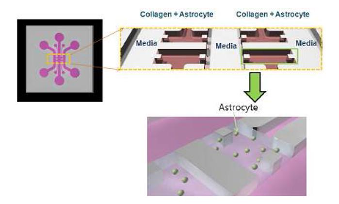 미세 유체 칩 내에서 아교 세포의 활성연구를 위한 개략도