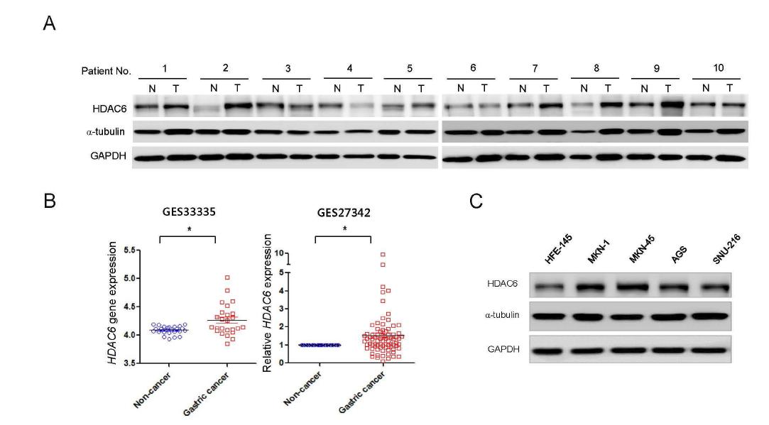 위암에서 HDAC6의 비특이적인 발현 조절.
