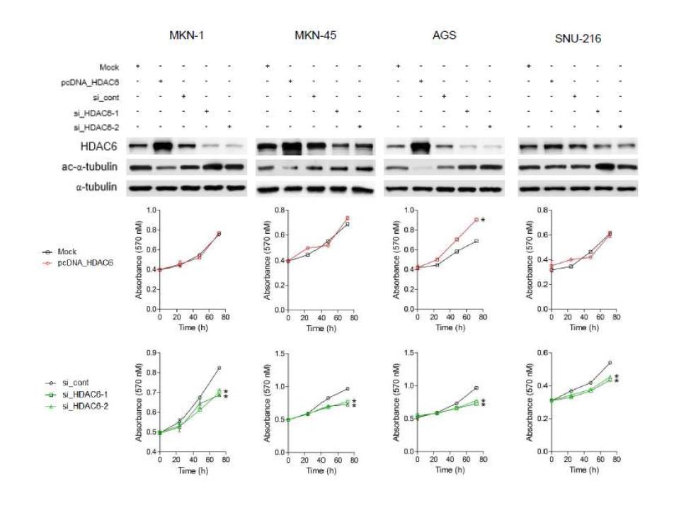 HDAC6의 선택적 과발현 또는 억제에 의한 위암세포주의 성장 변화