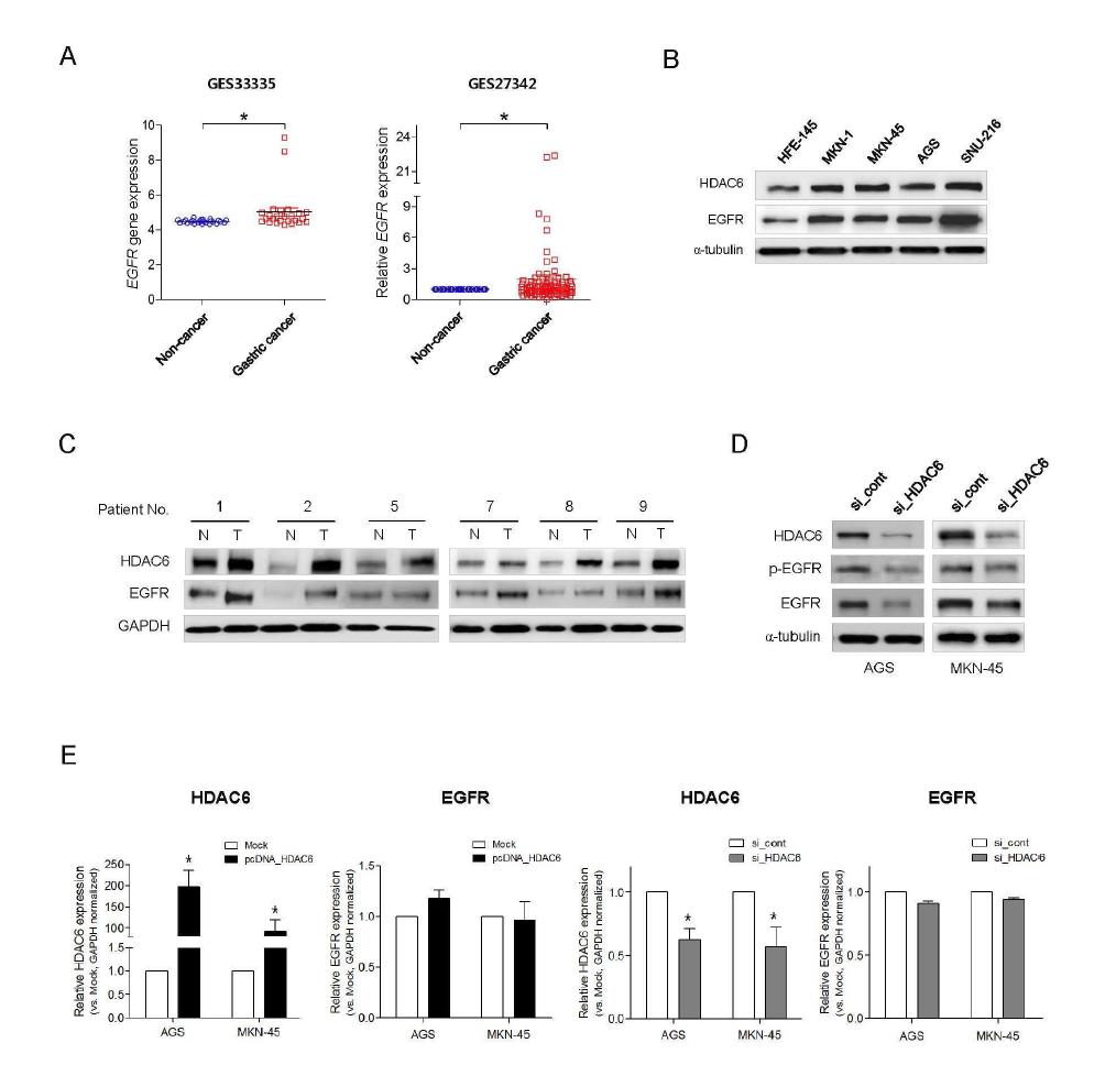 HDAC6와 EGFR 의 위암 조직에서 발현 양상과 HDAC6의 EGFR 발현 조절