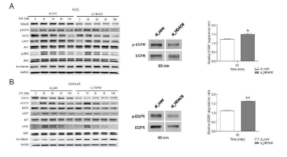 HDAC6 발현 저해시 EGFR의 활성 저해