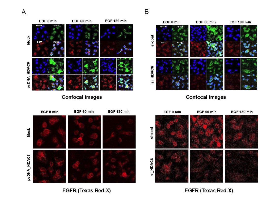 HDAC6 발현 조절에 따른 EGFR의 발현 변화