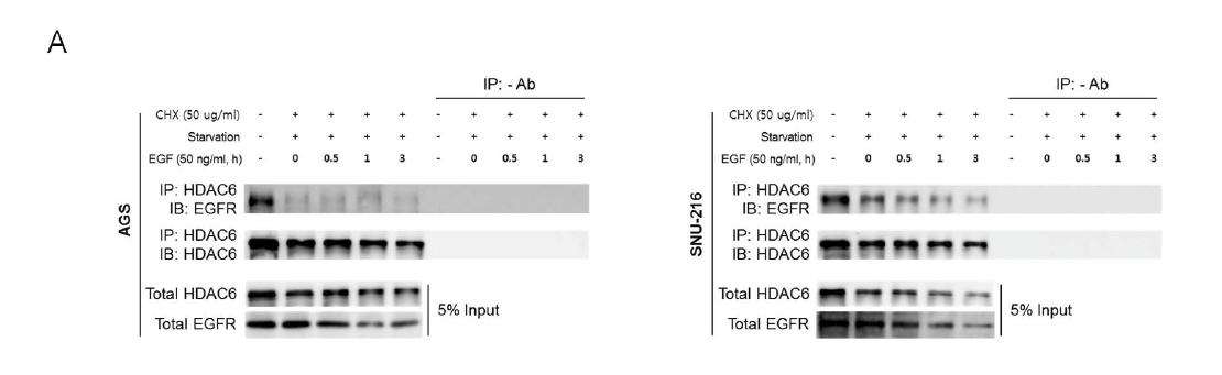 위암세포주에서 EGFR 단백질과 HDAC6의 결합.