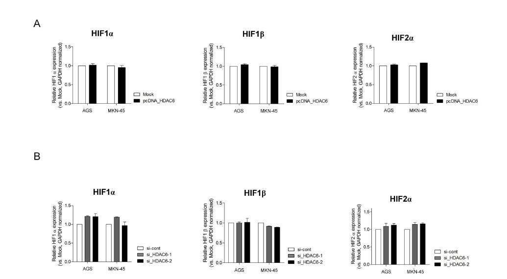 HDAC6 발현 조절이 HIF 유전자들의 발현에 미치는 영향