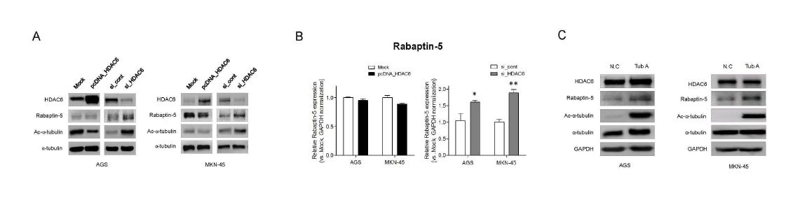 HDAC6 발현 조절이 Rabaptin-5 유전자의 발현에 미치는 영향