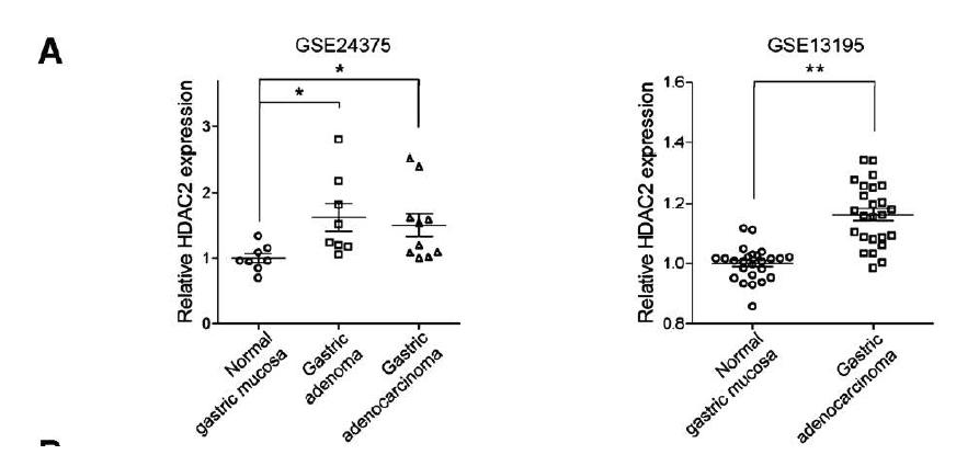 NCBI GEO 데이터셋에서의 HDAC2의 mRNA 발현 양상