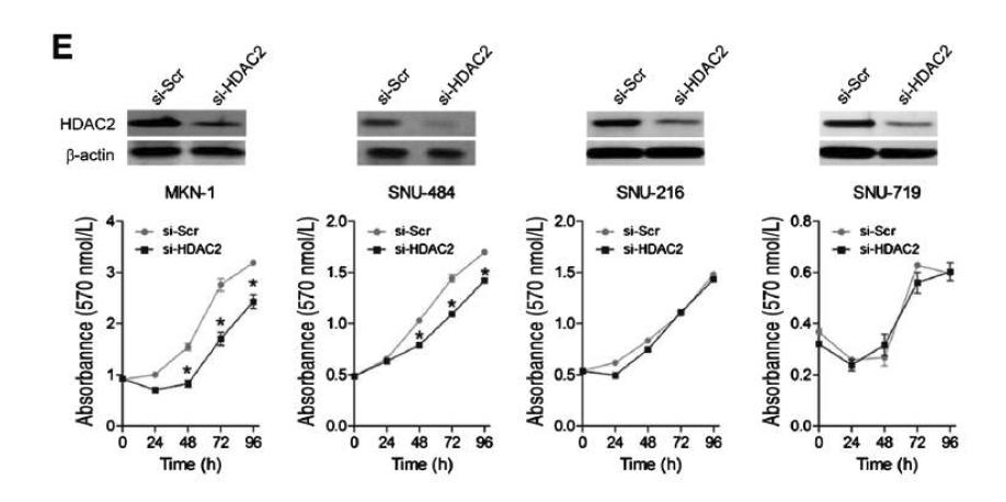 위암 세포주에서 HDAC2 선택적 억제시 세포 성장의 변화