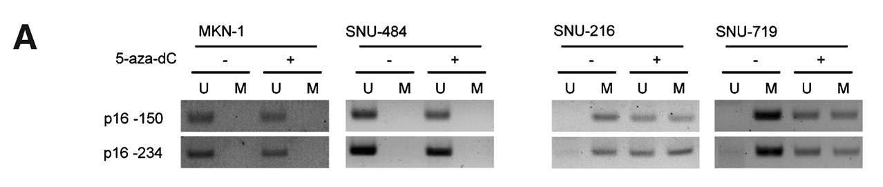 위암 세포주에서 5-aza-dC 처리시 p16INK4a 프로모터 부위의 메틸화 변화