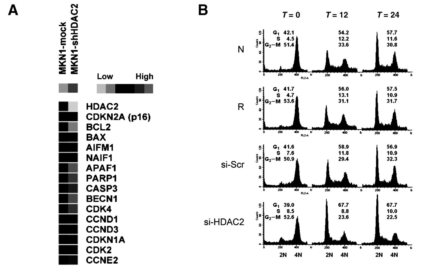 HDAC2 선택적 억제시 G1/S 세포주기 억제