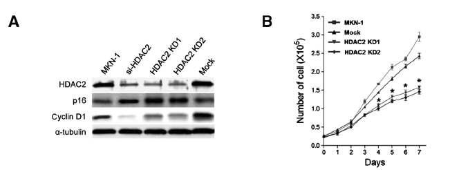 HDAC2가 지속적으로 억제된 MKN-1 세포주에서의 p16INK4a 발현과 세포 성장 억제