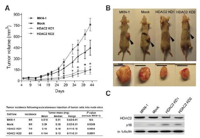 HDAC2가 지속적으로 억제된 MKN-1 세포주에서의 in vivo 종양 형성능 억제