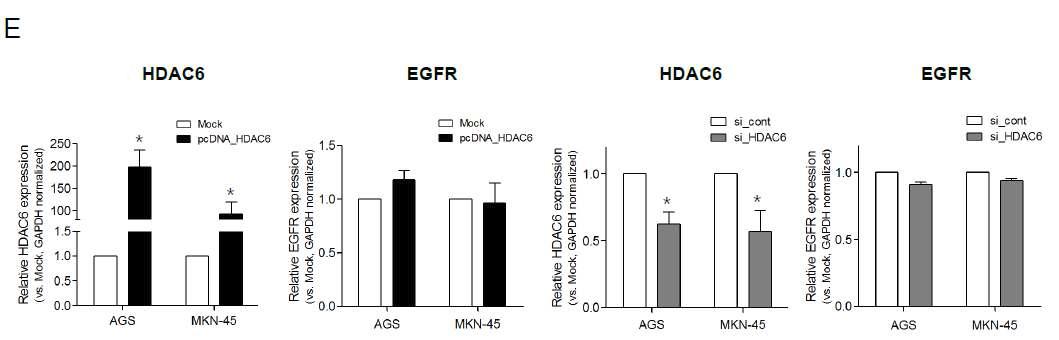 위암 세포주에서 HDAC6의 선택적 과발현 또는 억제시 EGFR의 mRNA 발현 양상