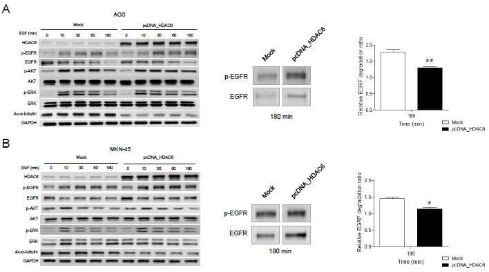 위암 세포주에서 HDAC6의 선택적 과발현시 EGF 처리 후 EGFR의 발현 양상