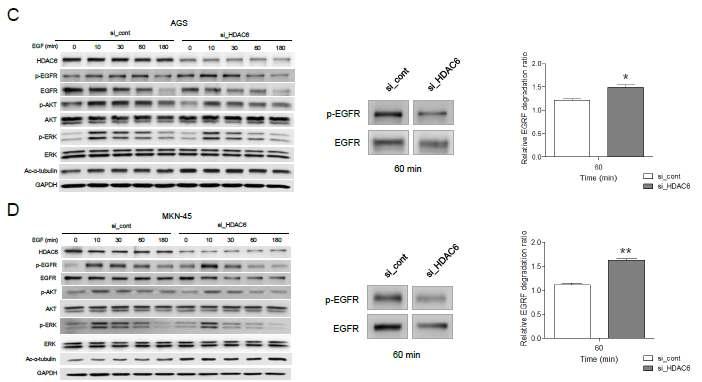 위암 세포주에서 HDAC6의 선택적 억제시 EGF 처리 후 EGFR의 발현 양상