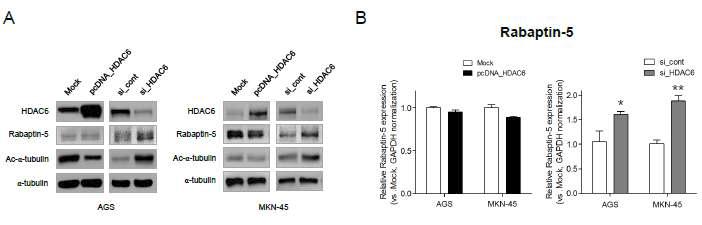 HDAC6의 발현 조절에 의한 Rabaptin-5의 발현 단백질 및 mRNA 발현 변화