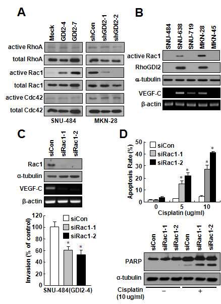 RhoGDI2에 의한 암세포의 전이 및 cisplatin 저항성에 Rac1의 중요성 확인