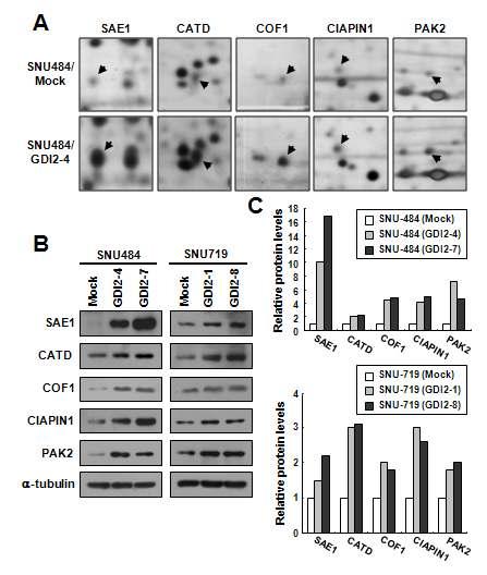 RhoGDI2에 의해 발현이 증가하는 단백질 확인