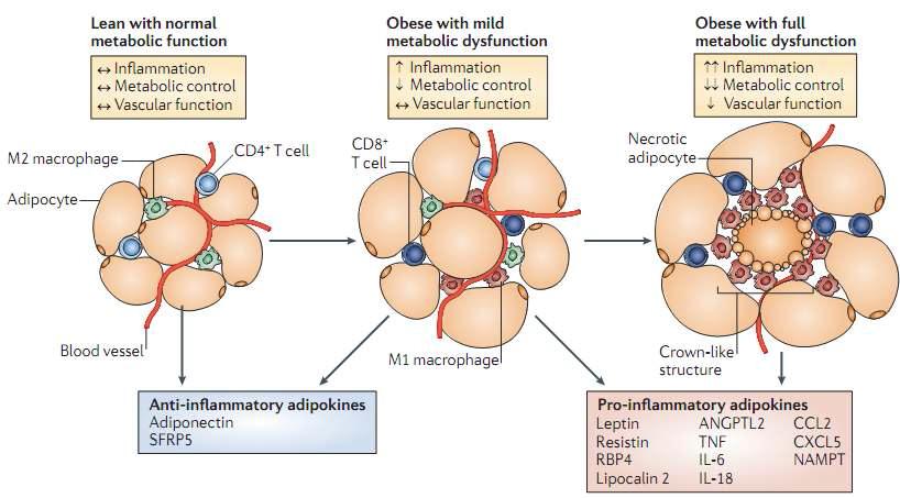 Adipokines in inflammation and metabolic disease