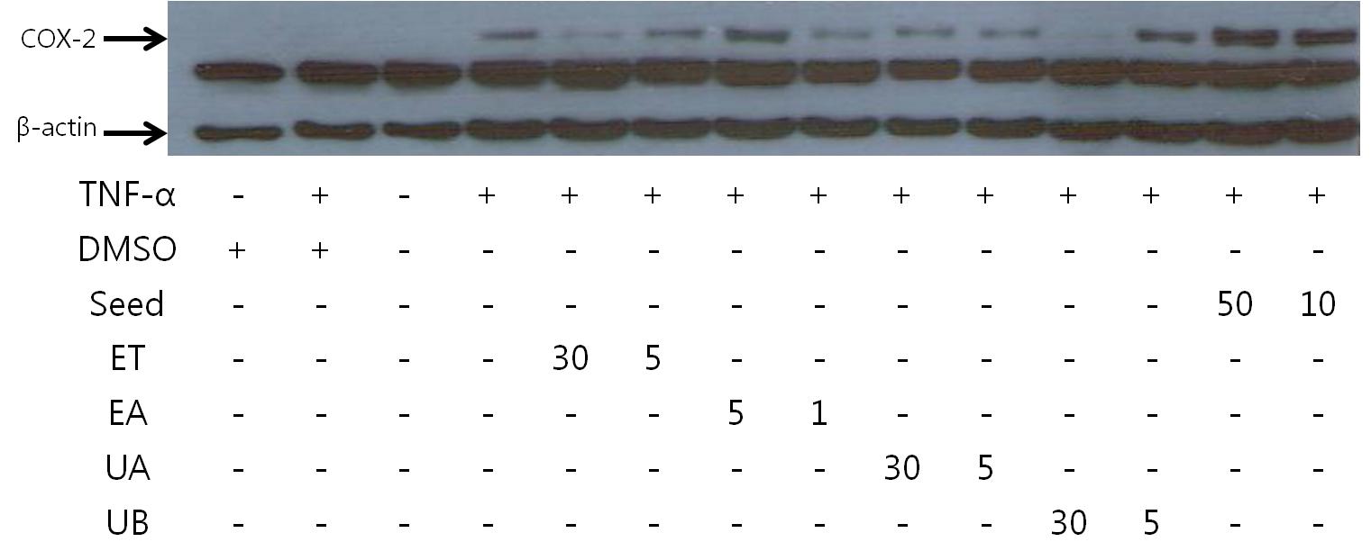 Effects of samples on COX-2 expressions in TNF-α stimulated HT-29 cells. Units are in μg/ml.