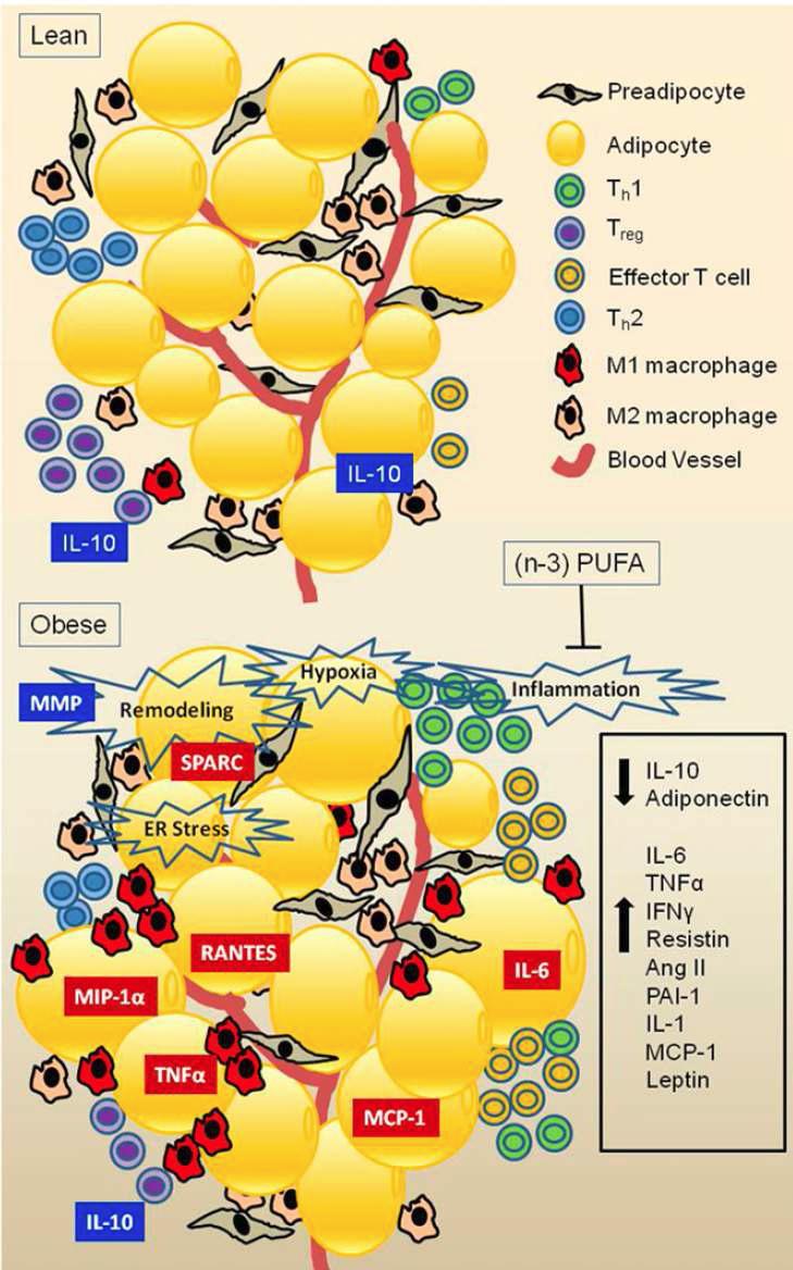 Fatty acids alleviate adipose tissue inflammation and insulin resistance: Mechanistic insights