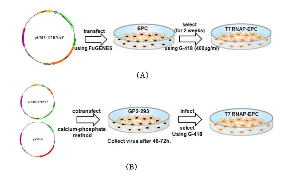 Establishment of T7 RNA polymerase-expressing EPC cells by (A) plasmid-based T7 RNA polymerase expression system or (B) retroviral vector-based T7 RNA polymerase expression system.