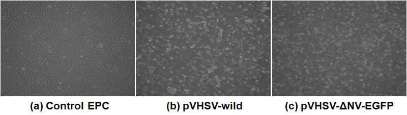 The cytopathic effect (CPE) induced by co-transfection of Epithelioma papulosum cyprini (EPC) cells with plasmids expressing the N, P, L proteins and pVHSV-wild (b) or pVHSV-ΔNV-EGFP (c). EPC cells transfected with the plasmids showed evident CPE, but the control cells (a) showed no CPE.