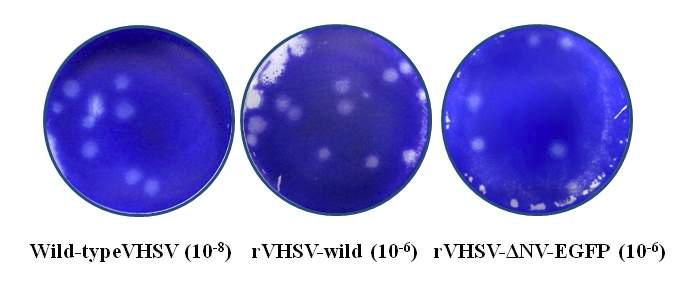 Plaque formation in Epithelioma papulosum cyprini (EPC) cells infected with 10-6- 10-8 diluted wild-type VHSV, rVHSV-wild, and rVHSV-ΔNV-EGFP. Cells were cultured under 0.7% agarose-containing plaquing medium, fixed at 7 days post-infection, and stained with crystal violet.