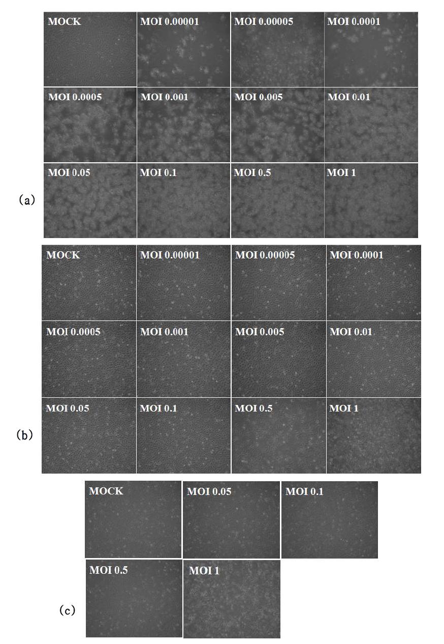 Induction of cytopathic effect (CPE) by rVHSV-ΔNV-EGFP infection in Epithelioma papulosum cyprini (EPC), Chinook salmon embryo (CHSE-214), and hirame natural embryo (HINAE) cells in 6-well plates at 7 days post-infection. EPC cells (a), CHSE-214 cells (b), and HINAE cells (c) were infected with the rVHSV-ΔNV-EGFP at various MOI.