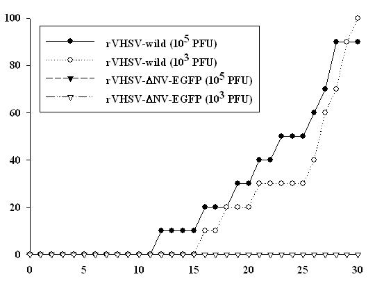 In vivo pathogenesis of recombinant VHSVs. Olive flounder (Paralichthys olivaceus) were infected by intramuscular injection with the rVHSV-wild or rVHSV-ΔNV-EGFP at two doses (103 and 105 PFU per fish). Cumulative mortalities were recorded daily for 30 d post-injection.