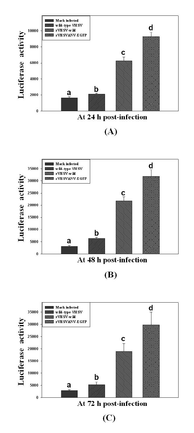 Analysis of Mx1 gene expression in Epithelioma papulosum cyprini (EPC) cells by measuring activity of luciferase that was used as the reporter protein. EPC cells were infected with wild-type VHSV, rVHSV-wild, or rVHSV-ΔNV-EGFP at MOI 1.0, and luciferase activity was analyzed at (A) 24 h, (B) 48 h, and (C) 72 h post-infection. Different letters on the bars represent significantly different at P < 0.05