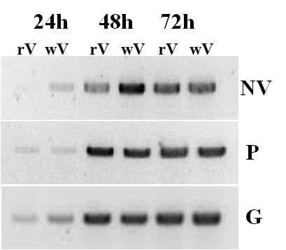 Analysis of NV gene expression Epithelioma papulosum cyprini (EPC) cells by semi-quantitative RT-PCR. EPC cells were inoculated with wild-type VHSV (wV) and rVHSV-wild (rV) at MOI. 1.0, and relative expression of NV gene to structural viral protein P and G gene was analyzed at 24 h, 48 h and 72 h post-infection