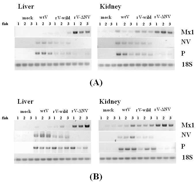 Analysis of Mx gene expression in olive flounder (Paralichthys olivaceus) by semi-quantitative RT-PCR. Olive flounder fingerlings were intramuscularly injected with wild-type VHSV (wtV), rVHSV-wild (rV-wild), and rVHSV-ΔNV-EGFP (rV-ΔNV) at a dose of 105 PFU per fish, and relative expression of Mx gene, viral NV gene and P gene to 18S ribosomal RNA gene in the liver and the kidney was analyzed at (A) 24 h and (B) 48 h post-infection.