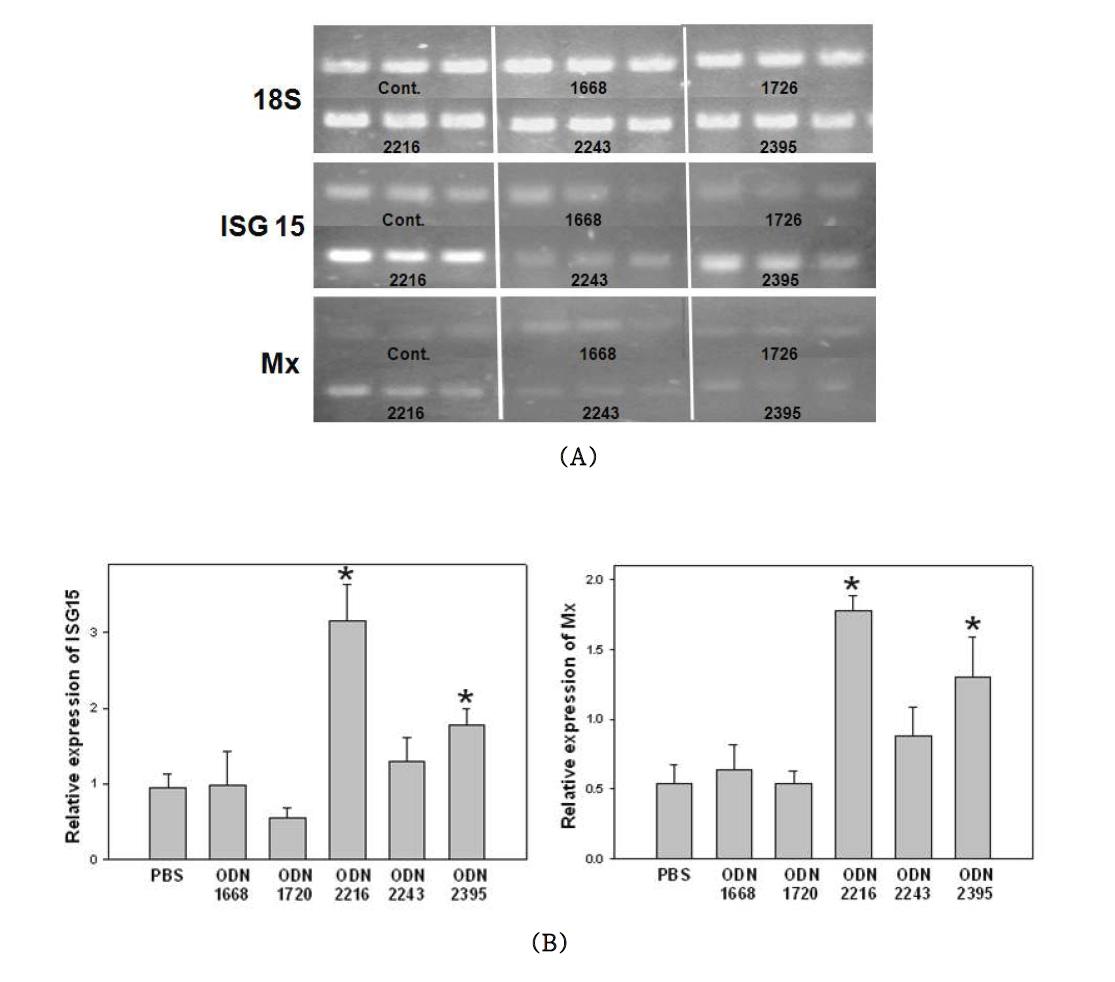 RT-PCR amplification of ISG15 and Mx genes in olive flounder (Paralichthys olivaceus)intraperitoneally (i.p.) injected with phosphate buffered saline (PBS), CpG-ODN 1668, 2216, 2395, or control ODN 1720, 2243 (10 ㎍/fish). Total RNA was isolated from kidney of olive flounder at 24 h post-injection. Expression of ISG15, Mx, and 18S ribosomal RNA (18S) genes was PCR amplified fromreverse-transcribed cDNA samples using primers specific for each gene.