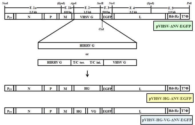 Construction of the mutated cDNA clones harboring HIRRV G gene (pVHSV-HG-ΔNV-EGFP and pVHSV-HG-VG-ΔNV-EGFP). The pVHSV-HG-ΔNV-EGFP was generated by replacement of the VHSV G ORF in the pVHSV-ΔNV-EGFP with the HIRRV G ORF using AgeI/SacII restriction enzyme sites. The pVHSV-HG-VG-ΔNV-EGFP was generated by insertion of the HIRRV G ORF between M and G genes.