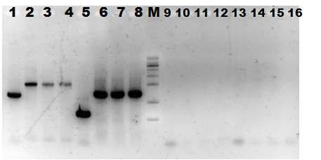 Confirmation of the rescue of recombinant viruses by RT-PCR. Viral genomic RNA extracted from supernatants of cells infected with rVHSV-A-MCP-EGFP was amplified by RT-PCR with forward primers specific for N gene and a reverse primer for MCP (Lane 1-4), or MCP specific primers (Lane 5-8). Lane 9-16 represent negative controls. PCR products were analyzed on a 1% agarose gel containing Midori Green Advanced DNA stain. The marker is a l kb DNA ladder (Bioneer, Korea).