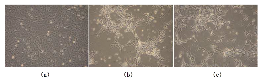 rVHSV-△G-MCP full genome vector과 N, P, L, G protein이 발현되고 있는 plasmid를 pcDNA3.1(+)-T7RNA pol./ EPC에 transfection 하여 cytopathic effect (CPE) 가 나타남 (a) or rVHSV-△ G-P157 (b). 하지만 control cell인 pcDNA3.1(+)-T7RNA pol./ EPC에서는 cytopathic effect(CPE)가 나타나지 않음 (c).