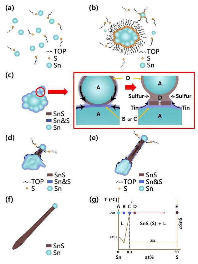 본 연구에서 합성된 SnS 나노라드의 성장기구 모식도 및 Sn-S 바이너리 상태도.