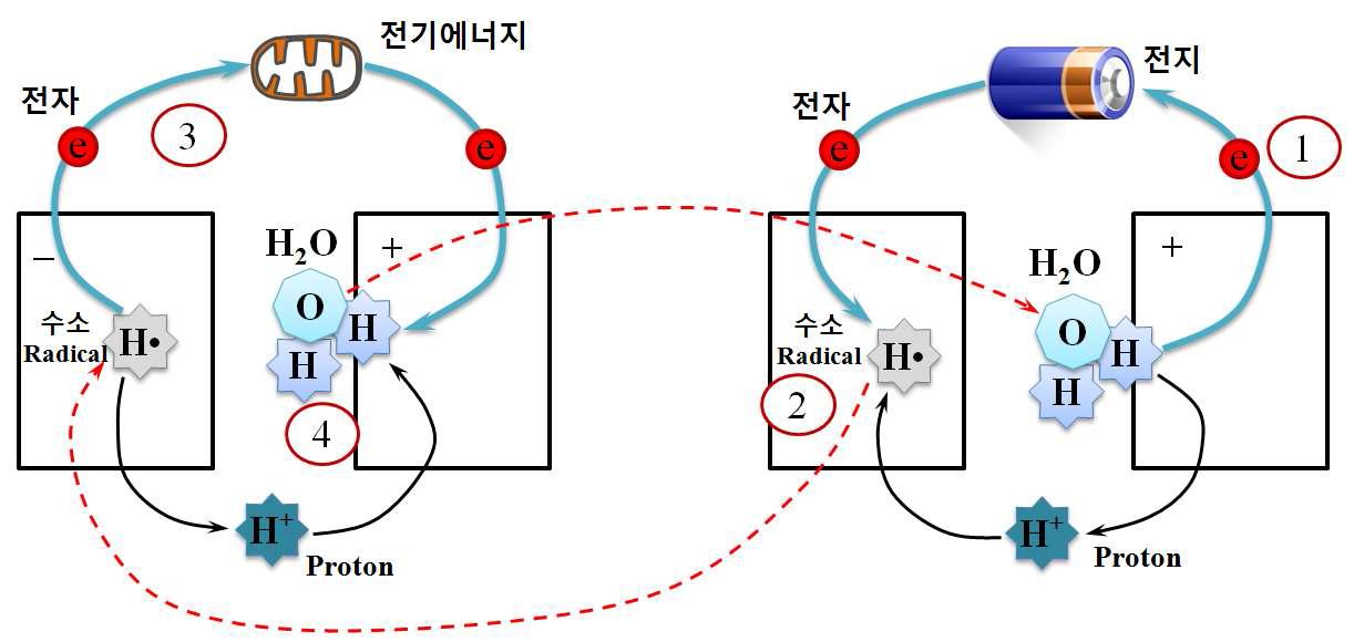 연료전지와 미토콘드리아의 에너지 생산원리 비교