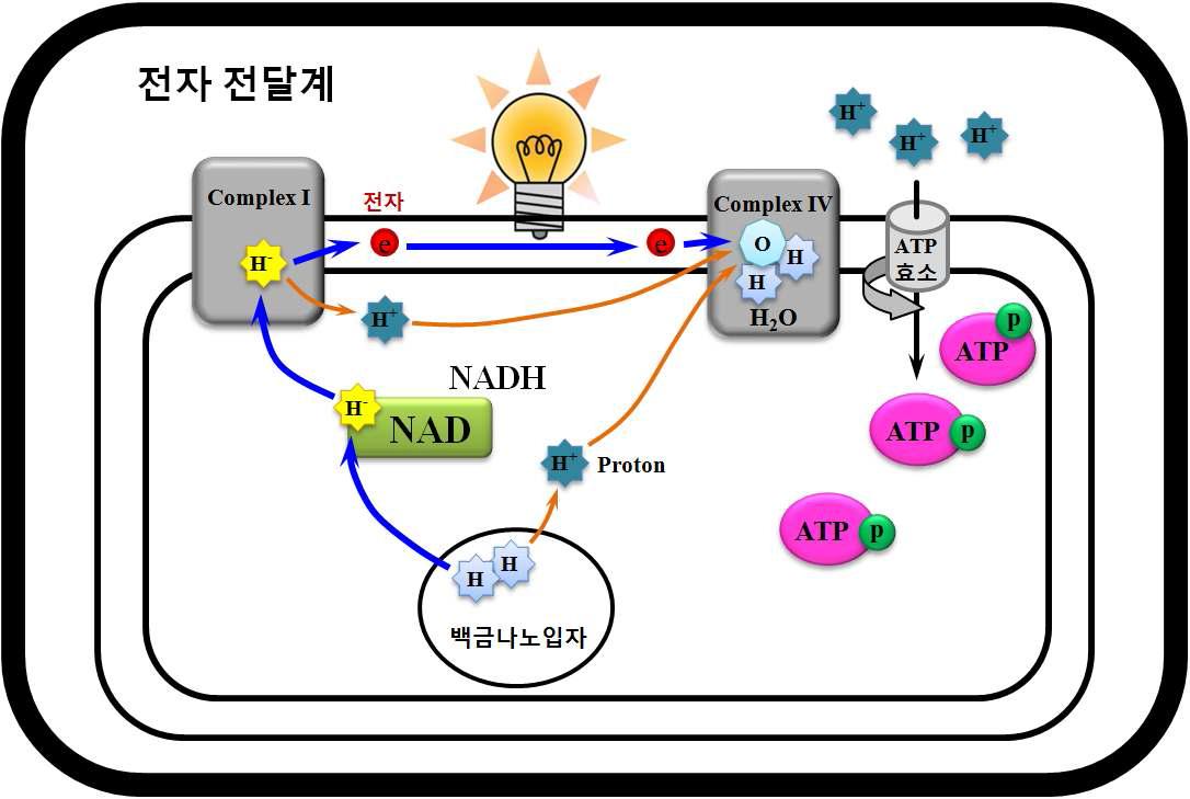 전해수소수가 미토콘드리아 내의 ATP합성을 자극하는 이유