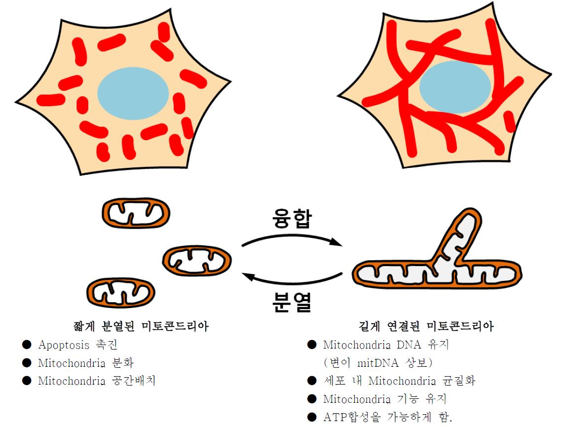 미토콘드리아의 형태는 융합과 분열의 밸런스에 의해 조절