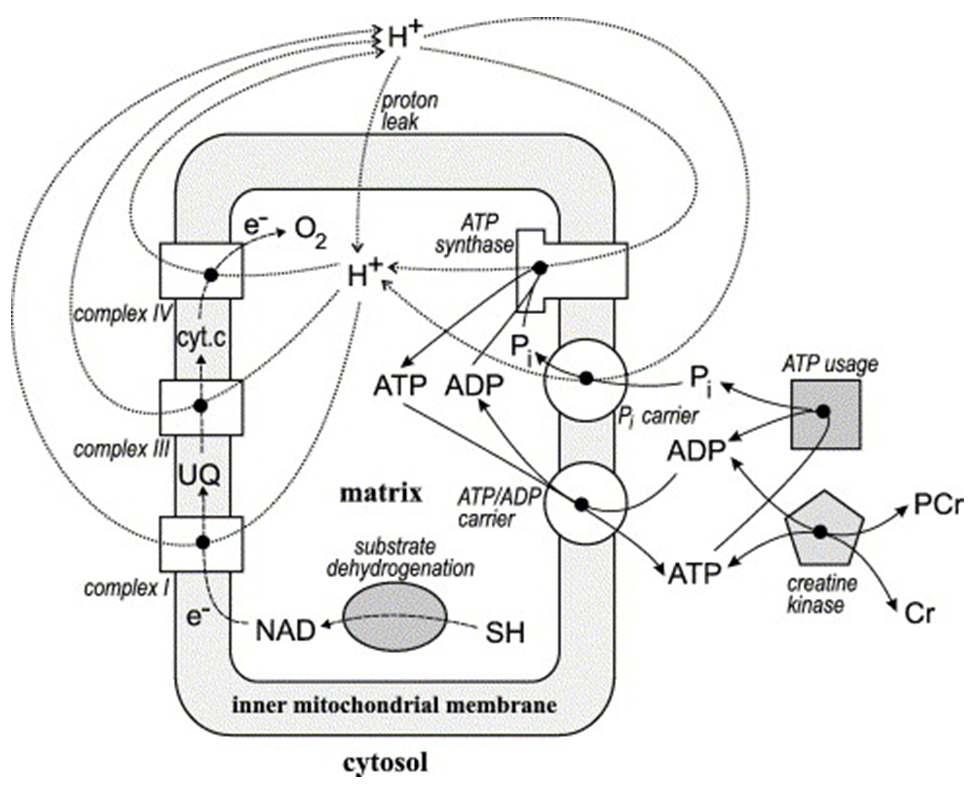 General scheme of the oxidative phosphorylation system