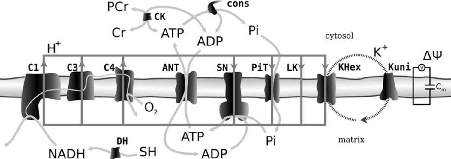 Scheme of the oxidative phosphorylation system