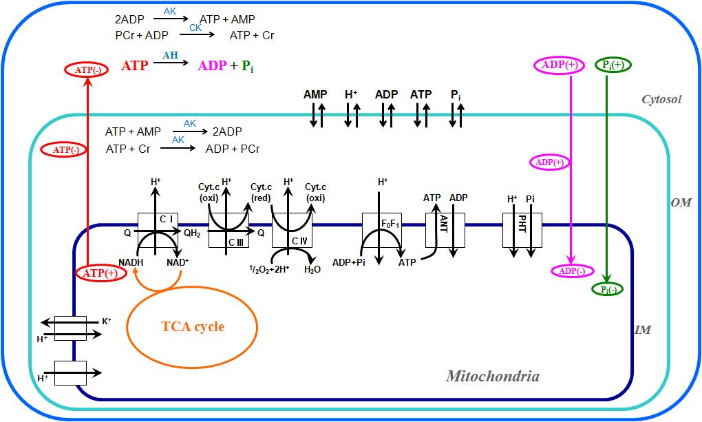 Mitochondria modeling for bioenergetics